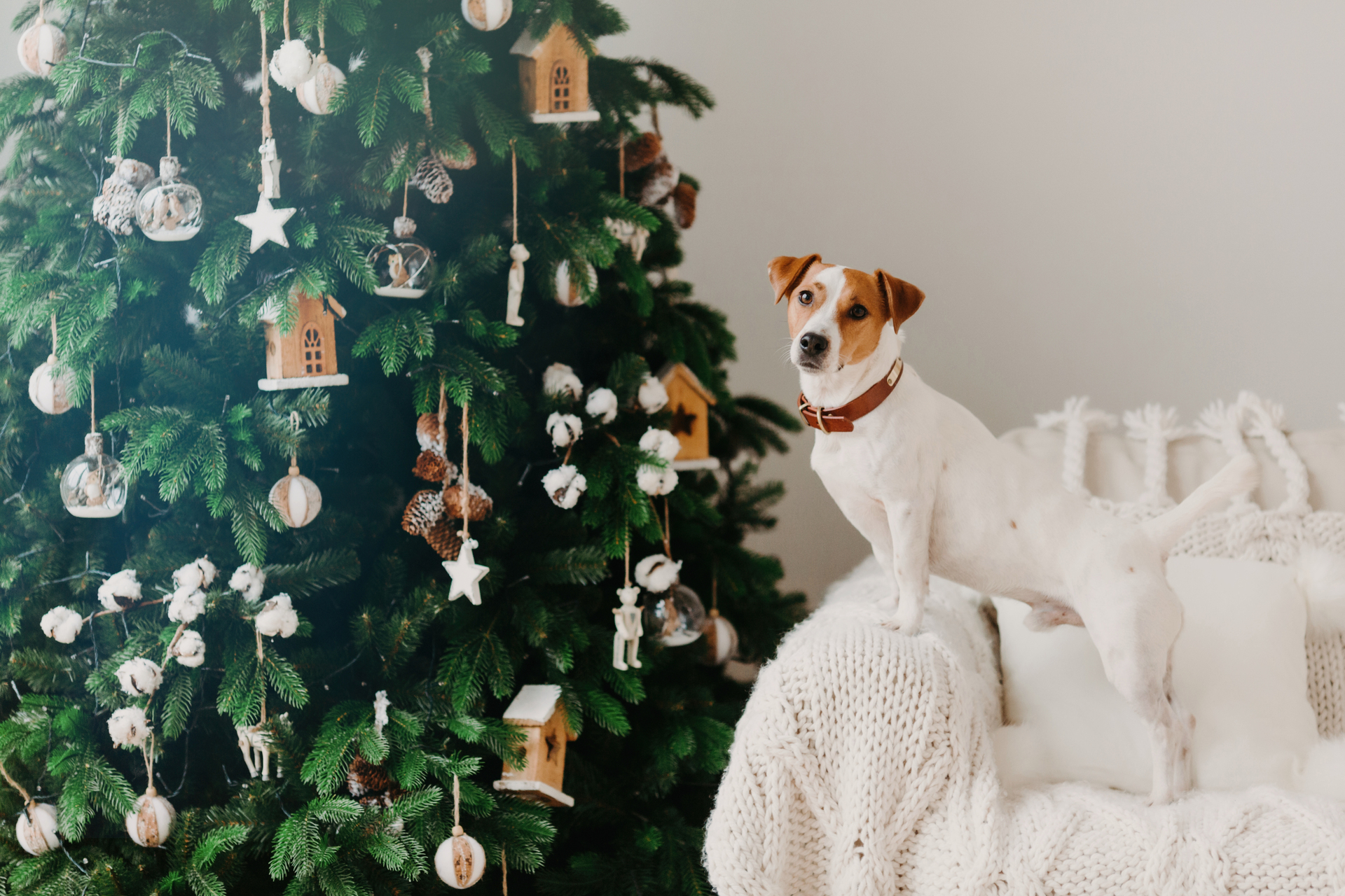 Holiday Care and Love: How to Pamper Your Pet During the Festive Season